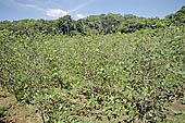 Coca plantation at Pilcopata, a small frontier village of colonists near Madre de Dios river